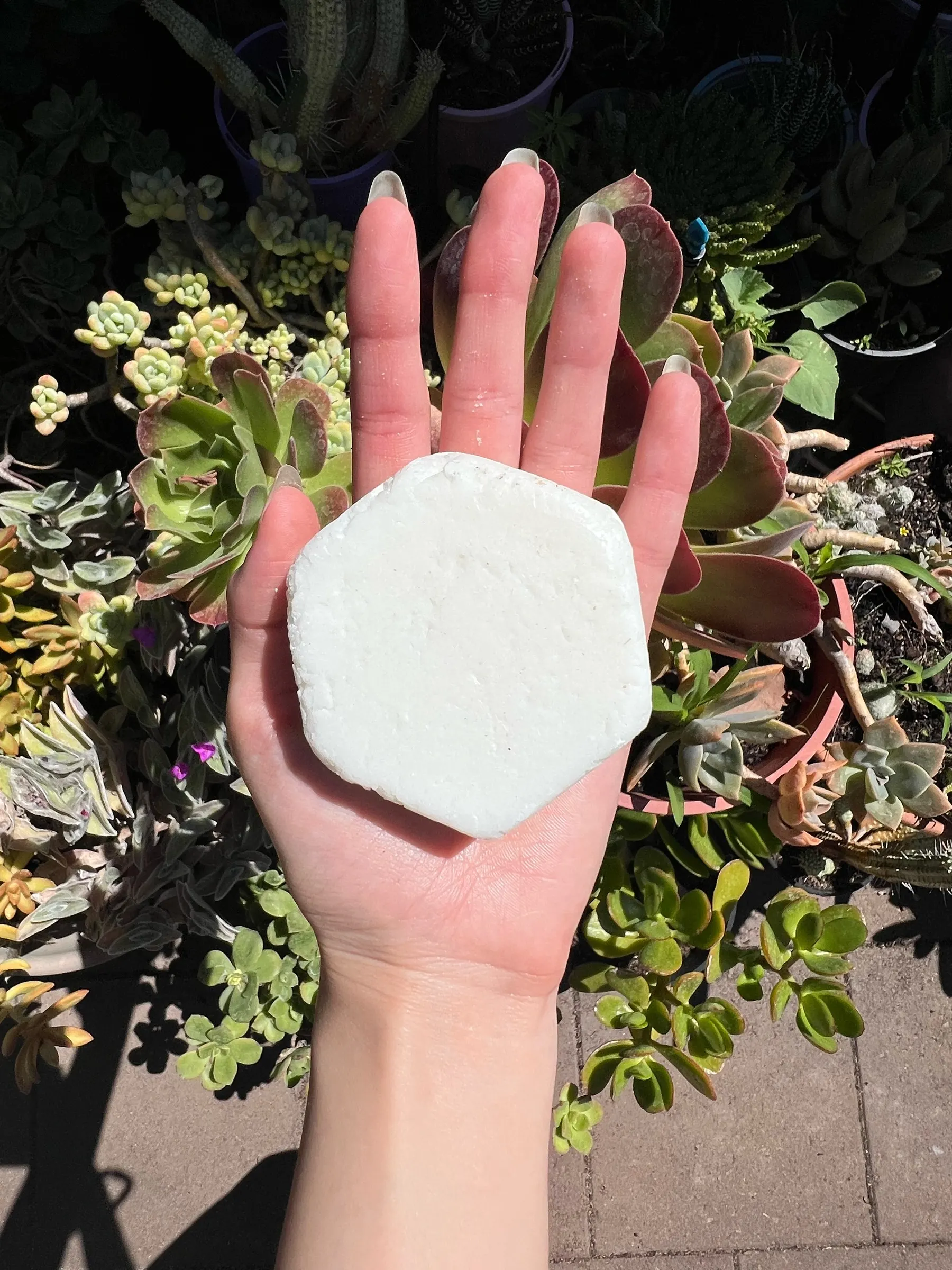 White hexagonal arrowroot soap bar held on an open palm above garden succulents