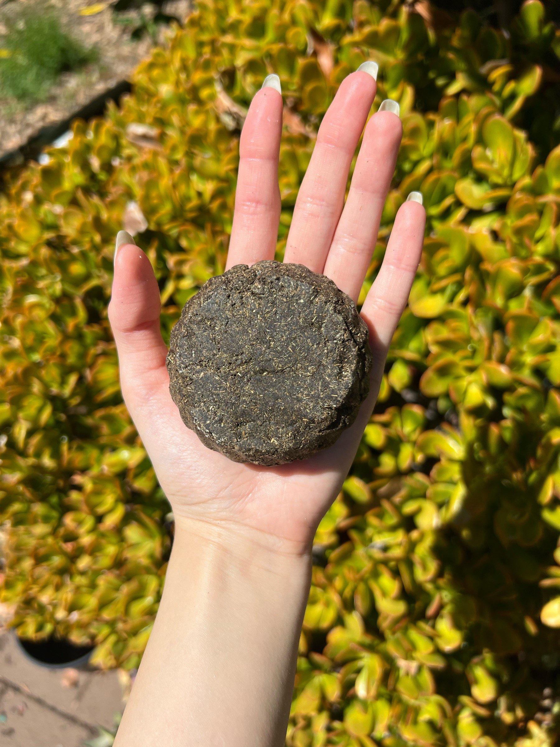Deep olive-brown Bhringraj shampoo bar held on an open palm over garden succulents