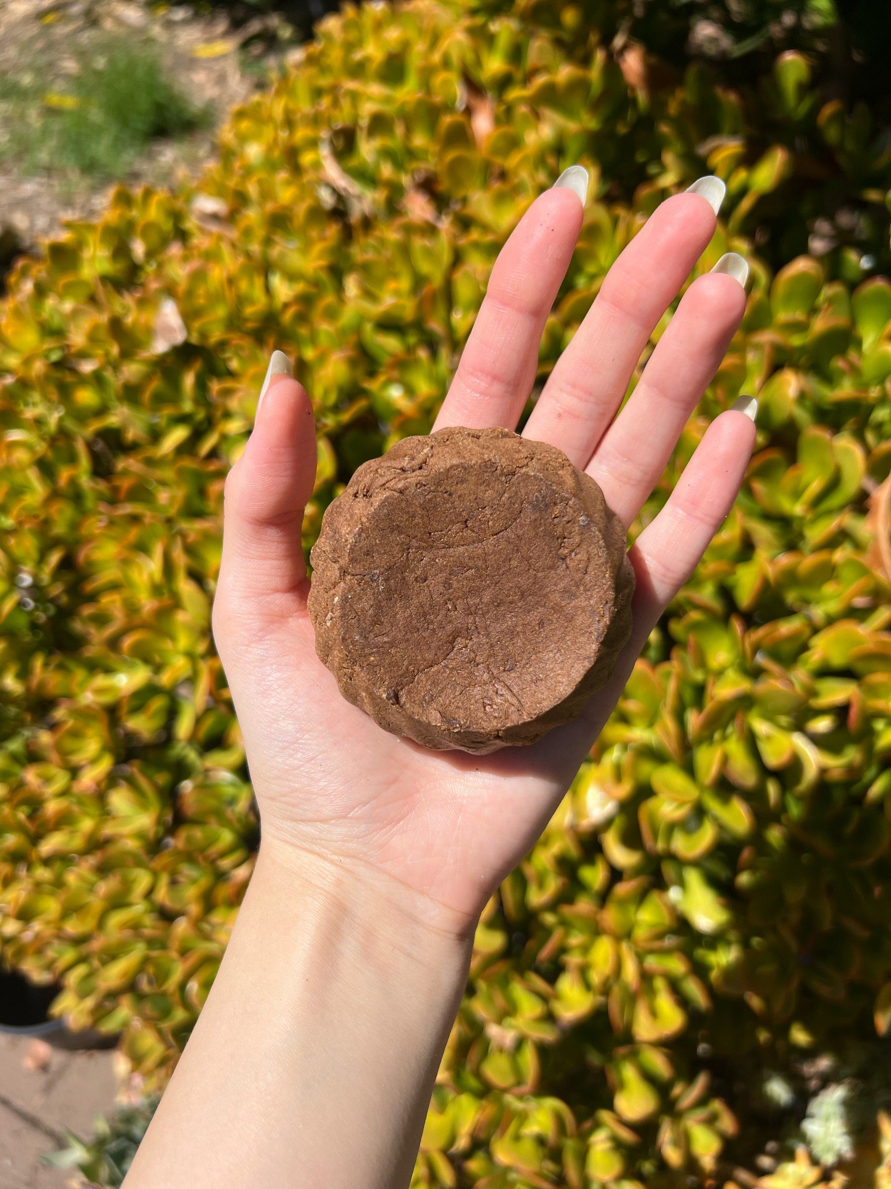 Textured warm-brown Shikakai shampoo bar held on an open palm against golden foliage