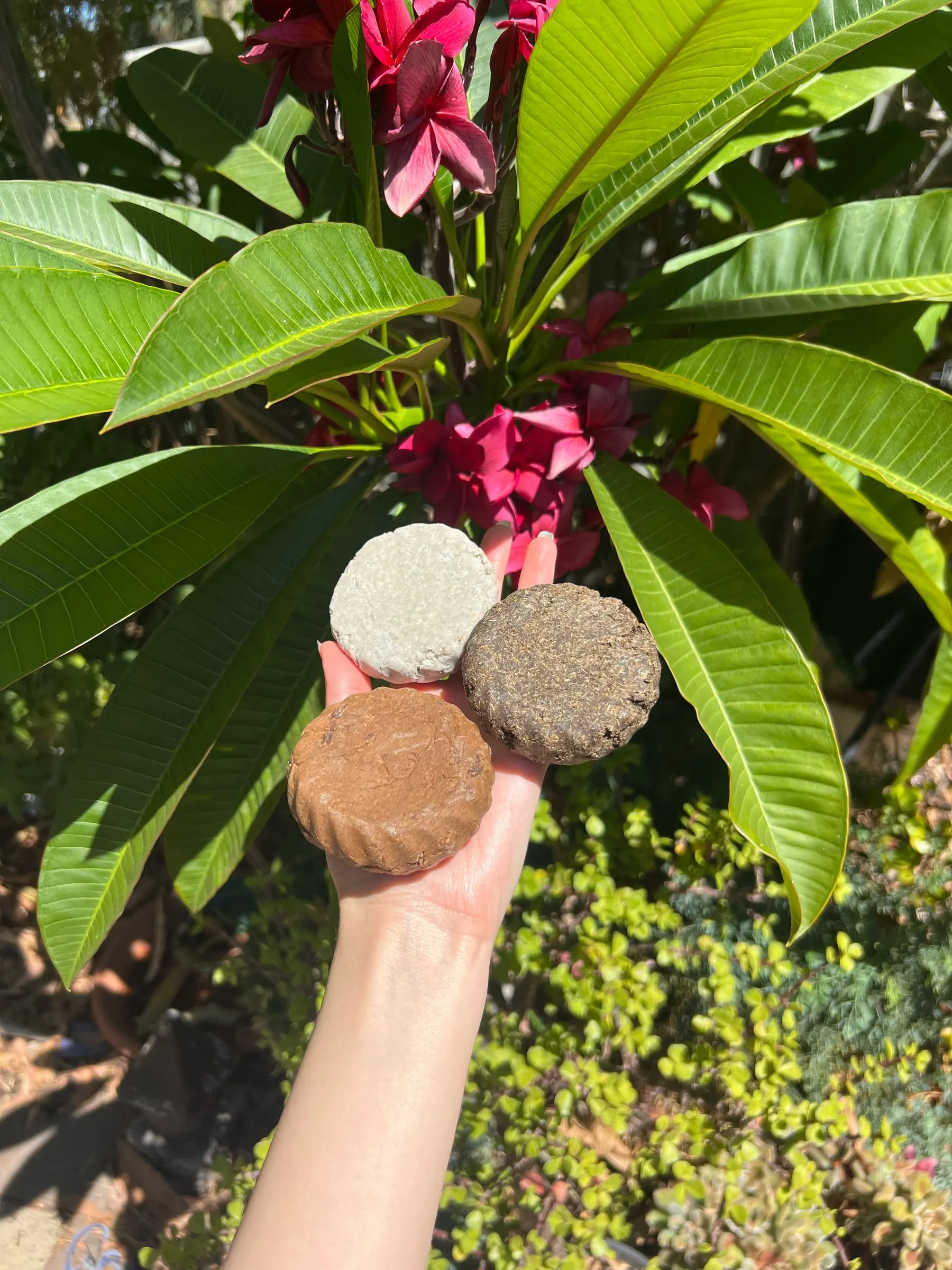 Three Ayurvedic shampoo bars held in a hand against pink frangipani flowers