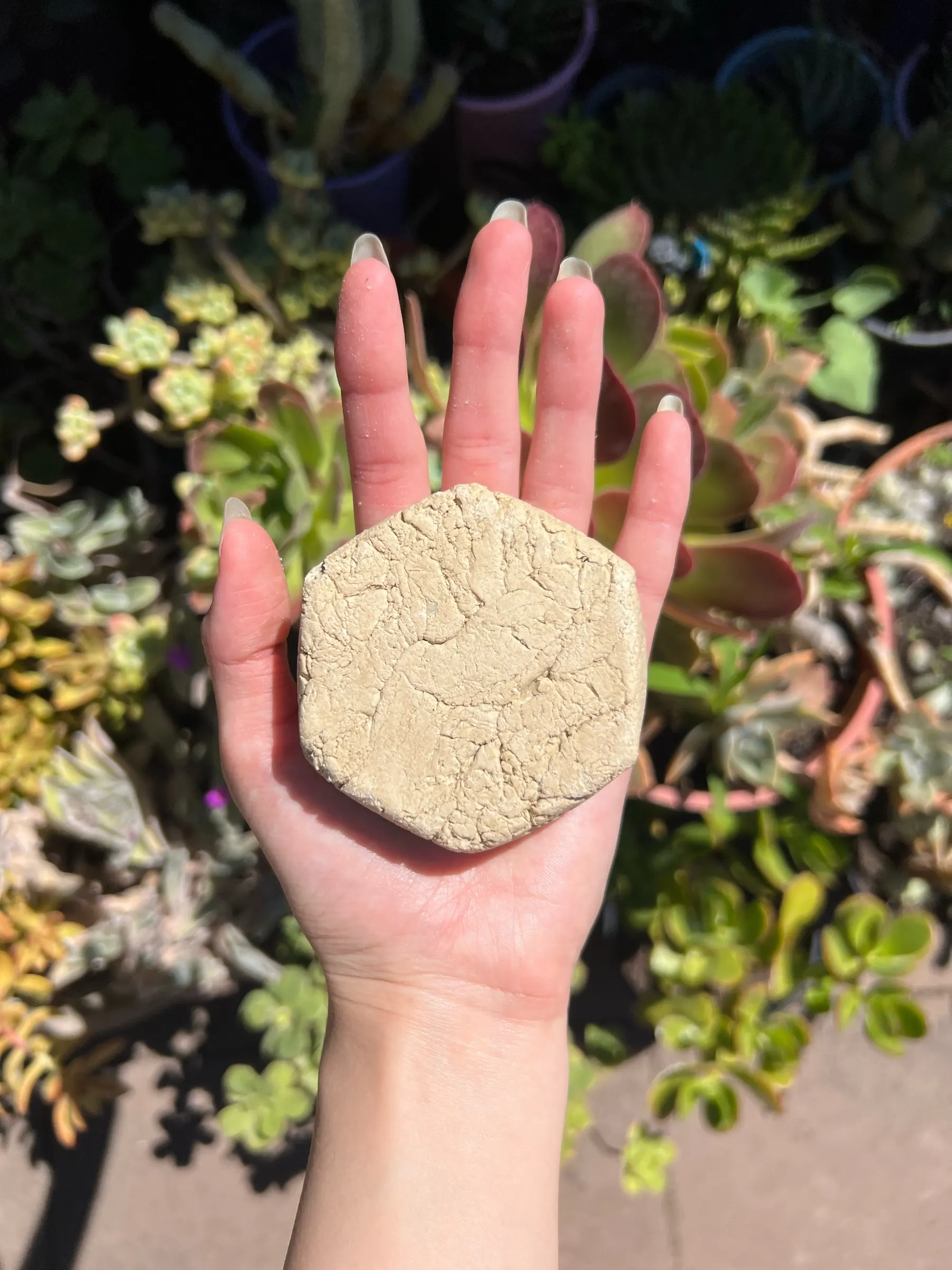 Hexagonal pale-cream French yellow clay soap bar held on an open palm in garden light