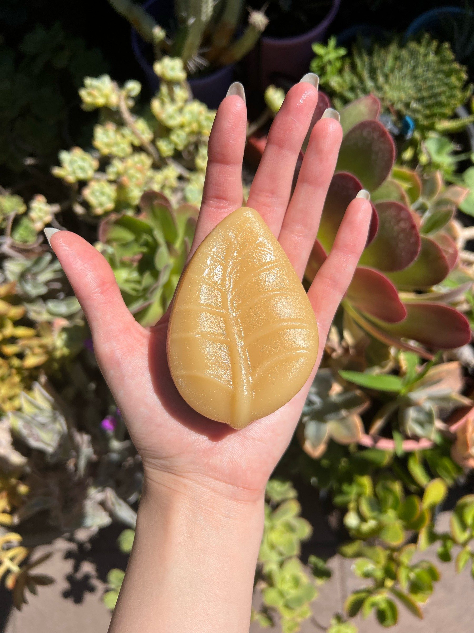Amber leaf-shaped conditioner bar catching the sunlight on an open palm above succulents