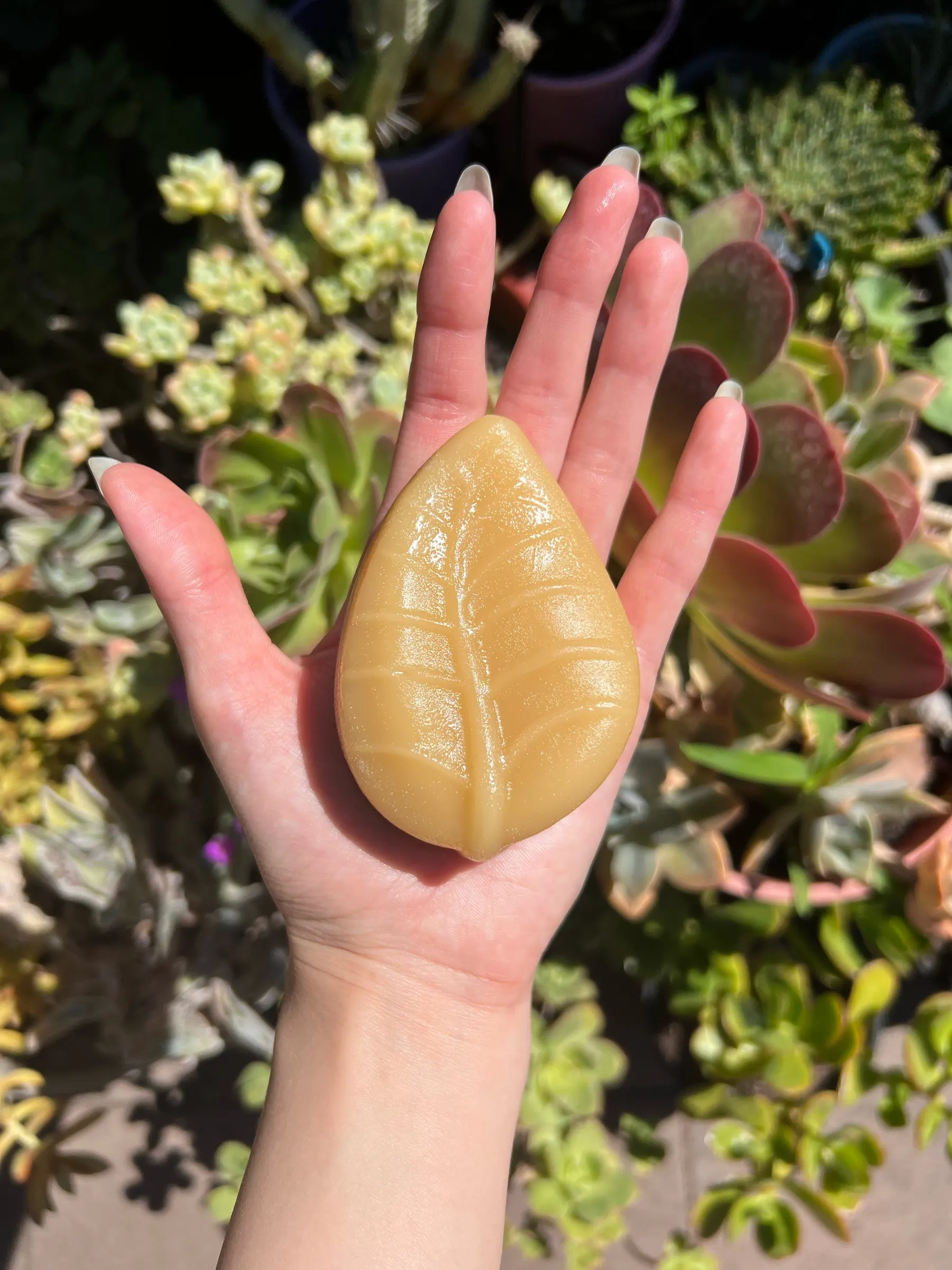 Amber leaf-shaped conditioner bar catching the sunlight on an open palm above succulents