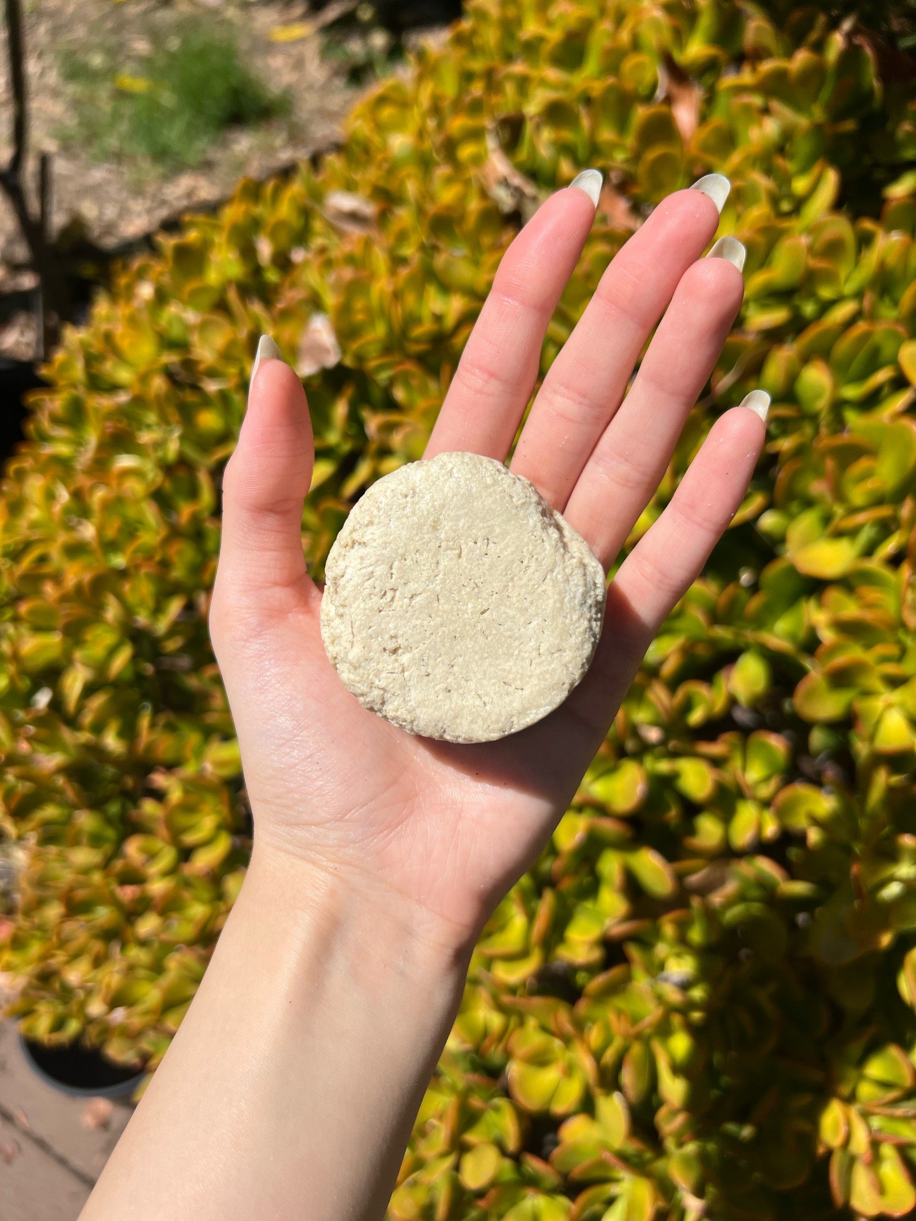 Cream-coloured dog shampoo bar held flat on an open palm against yellow-green garden shrubs