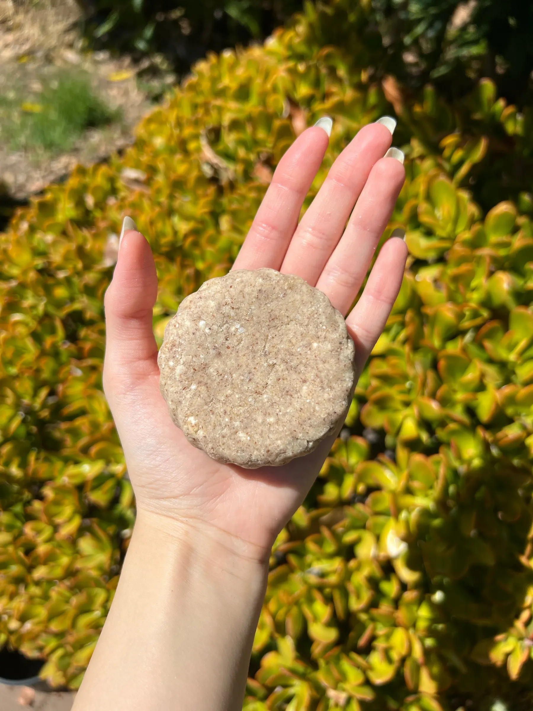 Sand-coloured shampoo bar flecked with linseed, held on an open palm above golden garden leaves