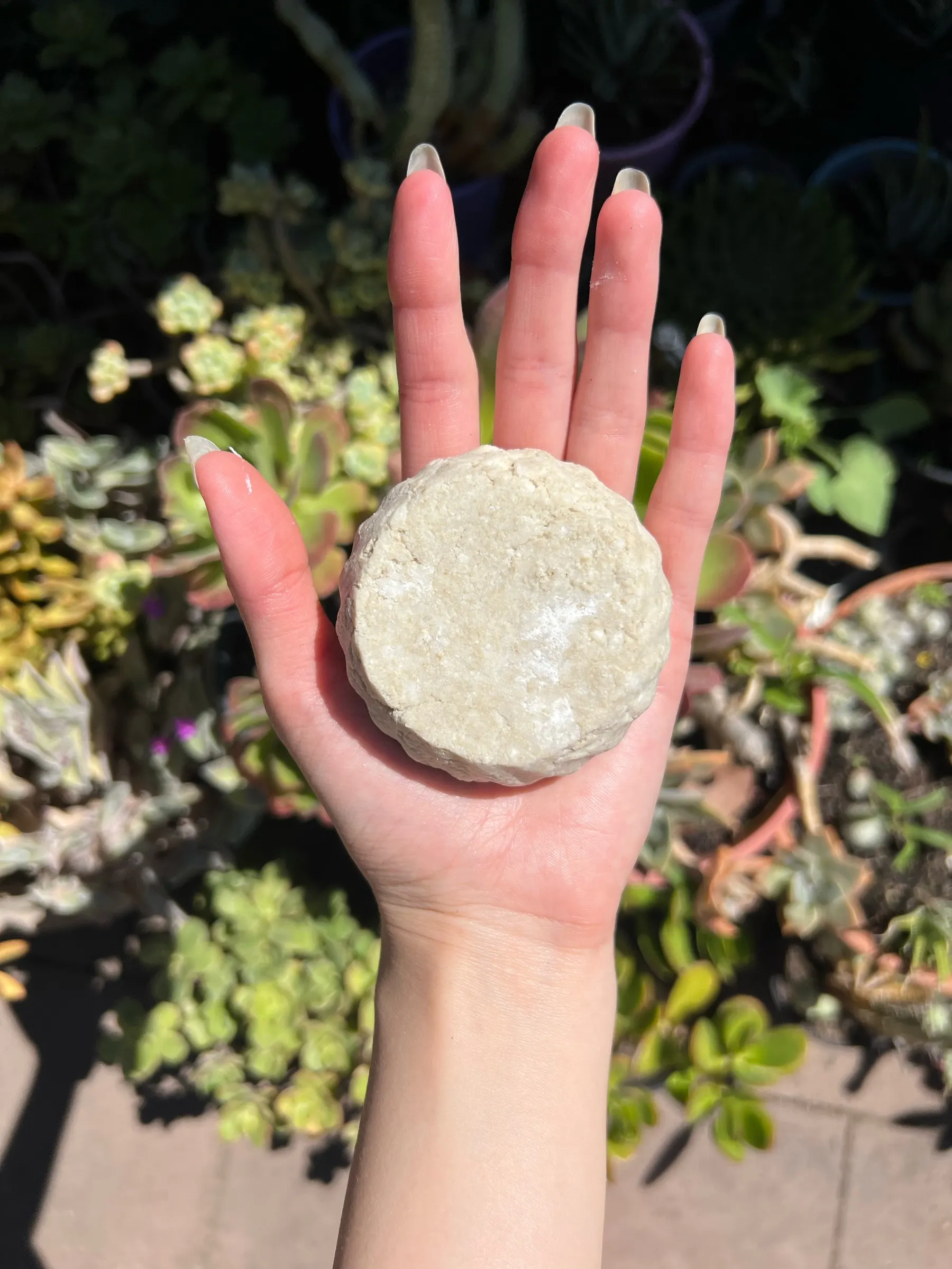 Speckled oat-cream shampoo bar held flat on an open palm against sunlit golden shrubs