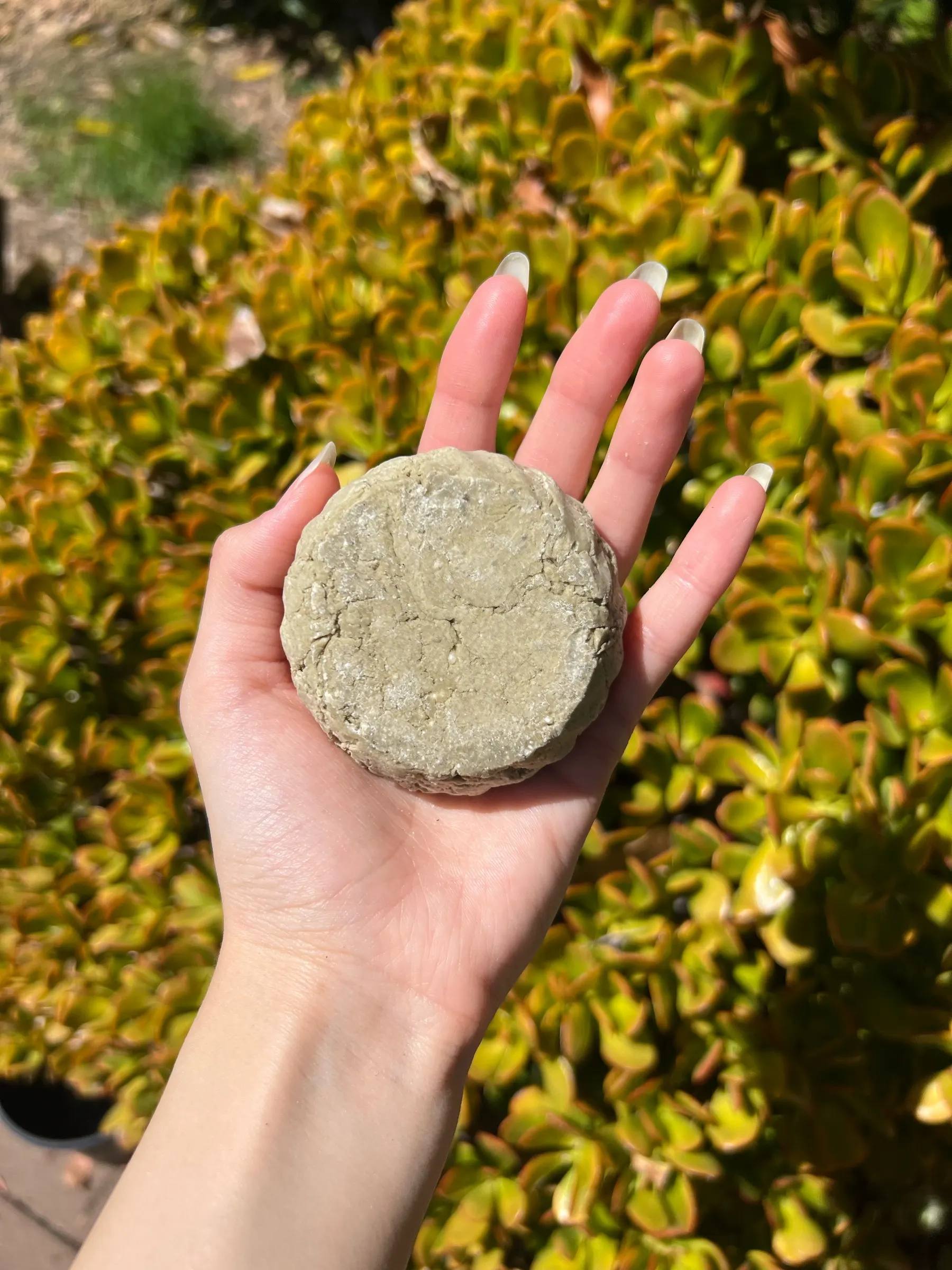 Olive-green French green clay shampoo bar resting on an open palm in front of garden foliage