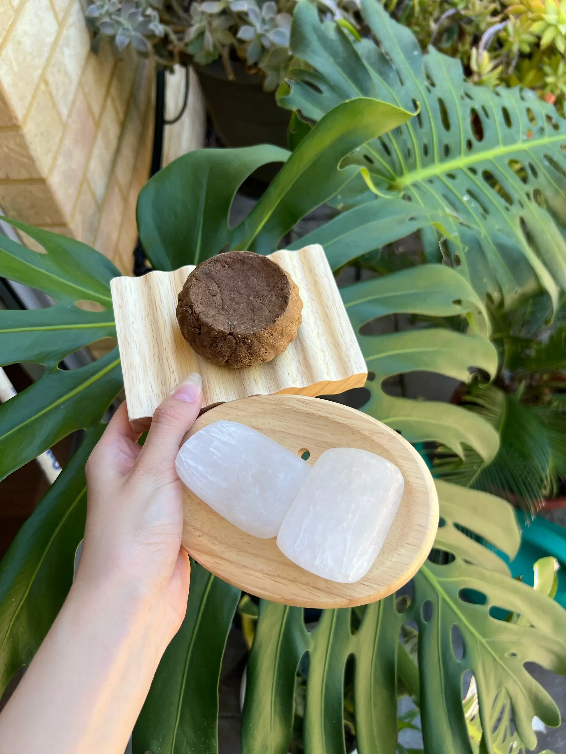 Two beechwood soap dishes holding bars, in front of a monstera plant